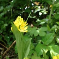 花とともに花立峠・長工新道・枡形山・萱峠①　2025/06/06