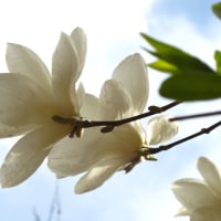 今年の春　　木蘭の花