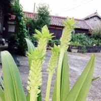 涼み処