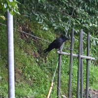 カラスの４羽家族