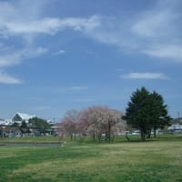 軽井沢の桜