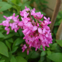 Cercis