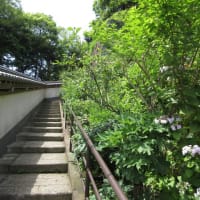円覚寺　山野草と茶花の『松嶺院』