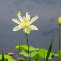 藤沢鵠沼・蓮池花見散歩