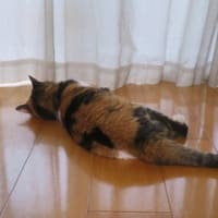 「猫デリバリー」
