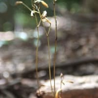 入院治療の前に少しだけ花散策！（ムヨウランと浜野浦の棚田！）