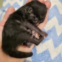 未熟児の赤ちゃん猫保護