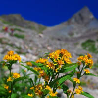 やっと、槍ヶ岳（2）| 高山植物の花々に惹かれまくり