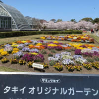 京都府立植物園　桜とチューリップと