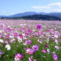ブランド一覧 | ワールド オンラインストア 多種多様！ ベゴニア＞ 膨大な園芸品種 く～にゃん雑記帳 - 趣味・スポーツ・実用