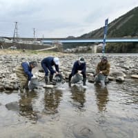 長良川上流郡上漁協管轄で鮎放流始まる！