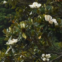 ドライブで撮った花