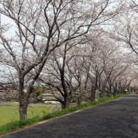 桜満開（墨俣犀川堤　2024年4月6日）