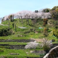 日野江城跡本丸の満開の桜