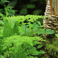 那珂川町富山のシュウカイドウへ