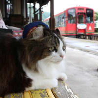 私の愛した京王線・猫電車