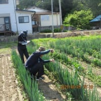 春ねぎの出荷に向けて