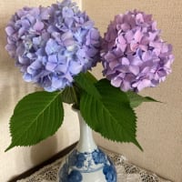 お風呂の排水口に置くだけでヌメリ知らず！！