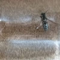 スズメバチ引き取る話