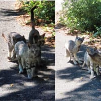 猫神社　道ばたの猫たち　in 田代島