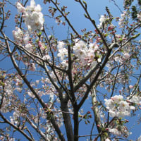 4月花壇