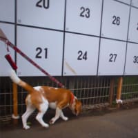 今日は夕方さんぽ。