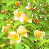 庭の🌸花々　コデマリ・夏椿