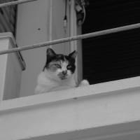いつかのあの子 ② Okinawan Cats #2269