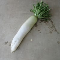 春ダイコンは超大物を穫って間もなく終了