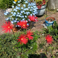 御衣黄桜　（ぎょいこう）　緑の花が咲く桜