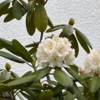 庭の花々
