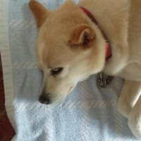 今日もお昼寝です。