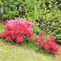 東山植物園　御衣黄桜の色変わり＆つつじが丘