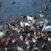 琵琶池の白鳥とカモ