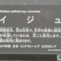 やっと雨が降りました