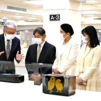 【断定】佳子内親王殿下への加害行為が存在（過失または故意）