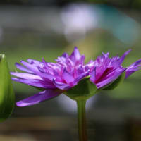 広島市植物公園にある睡蓮のかわいい花...