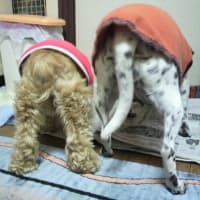 🐾歴代保護犬達　No.5🐾