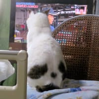 テレビを見る実家猫