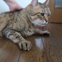 バターになってまうな (＝^・ω・^＝)