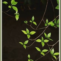 桐の花と新緑（2024.05 Ｎｏ.01）
