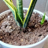 サンスベリアの赤ちゃんができました。