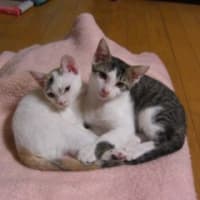 里親さま募集を締め切らせていただきます。