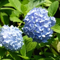 はす池の水鳥