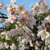 ひな祭り散歩・桜開花