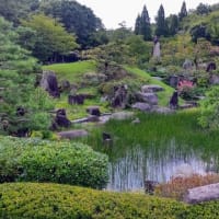 日本庭園：主庭の池にイヌホタルイ