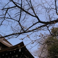 ２００９年３月１８日 靖国神社 桜 開花状況