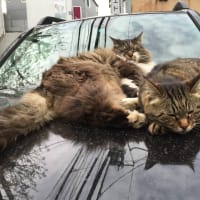 近づく春…猫と乗り物。
