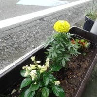 白子商店街アーケード下、夏の花に植え替えました！