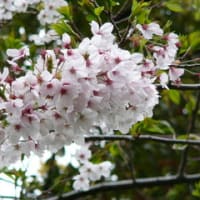 桜を撮ってきました
